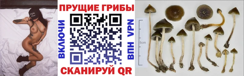 Галлюциногенные грибы MAGIC MUSHROOMS  Мураши 